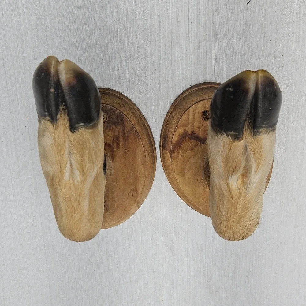 N/A authentic taxidermy
